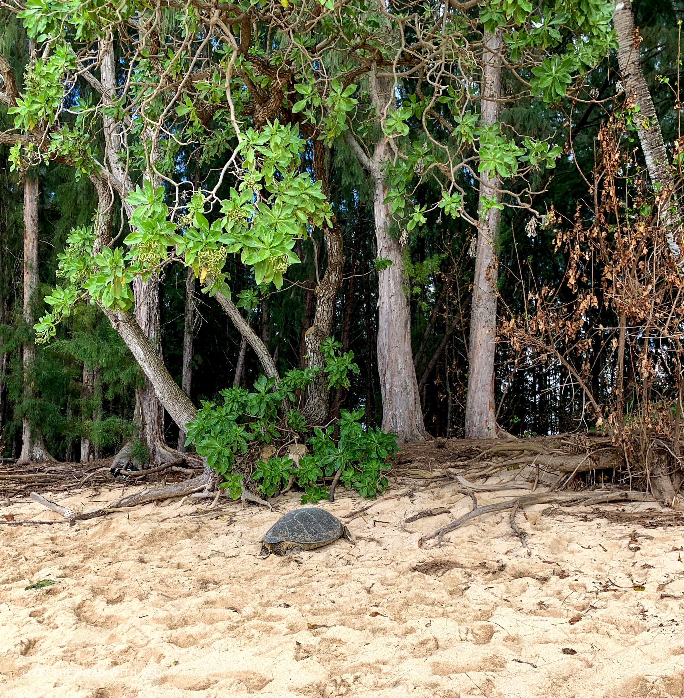 large sea turtle sitting by trees