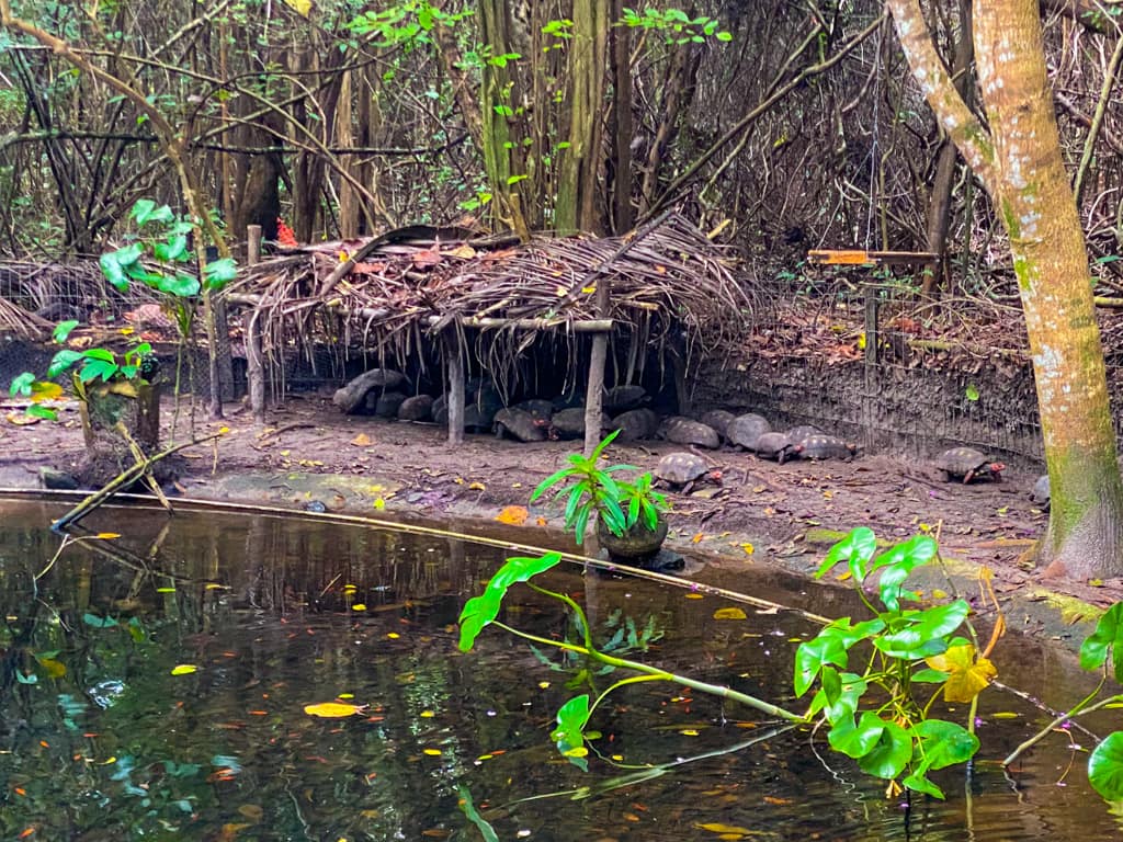 a tortoise sanctuary at the eco park in pipa beach