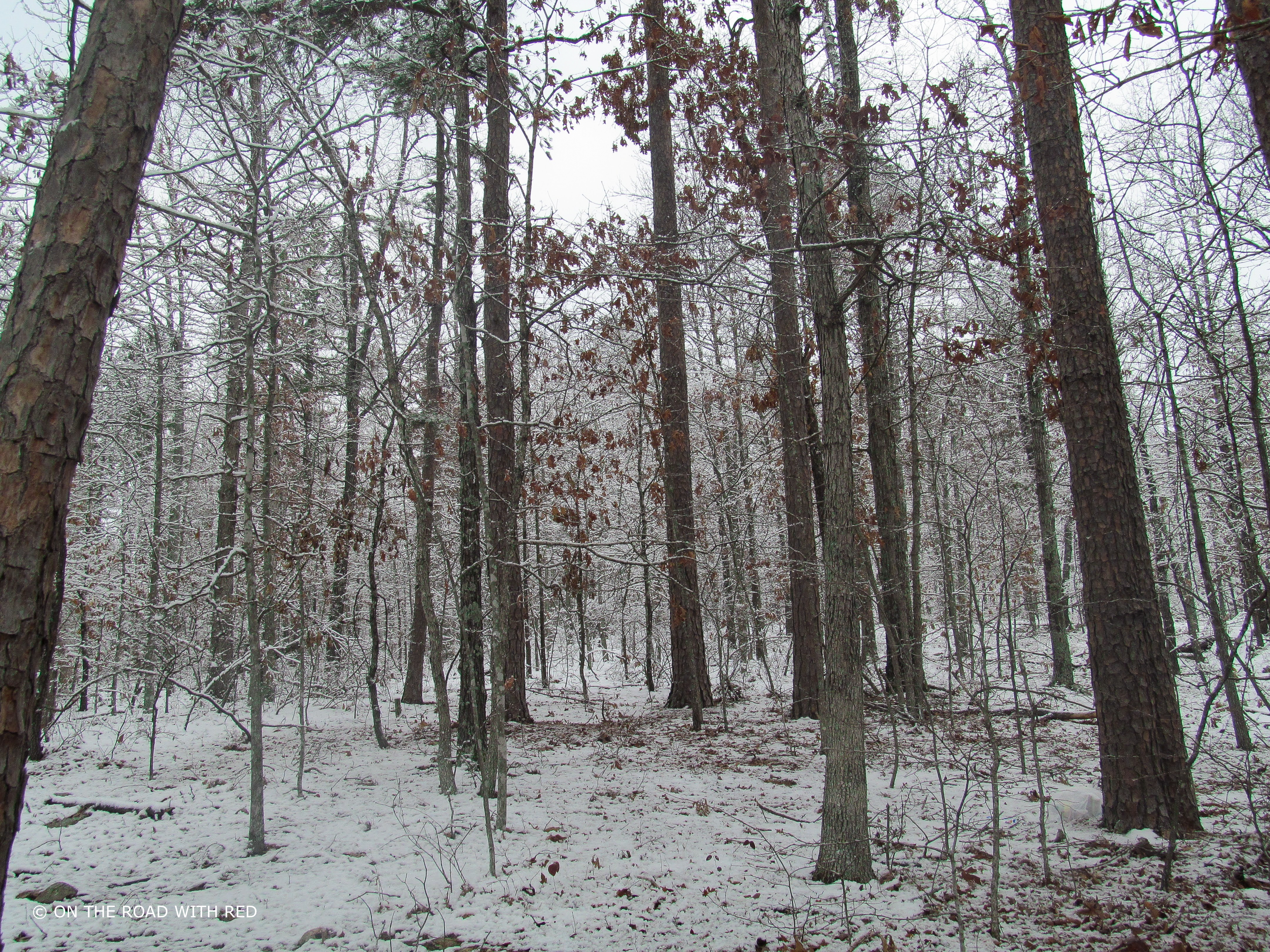 a snowy forest.