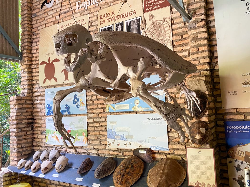 the skeleton of a giant sea turtle in the pipa beach eco park.