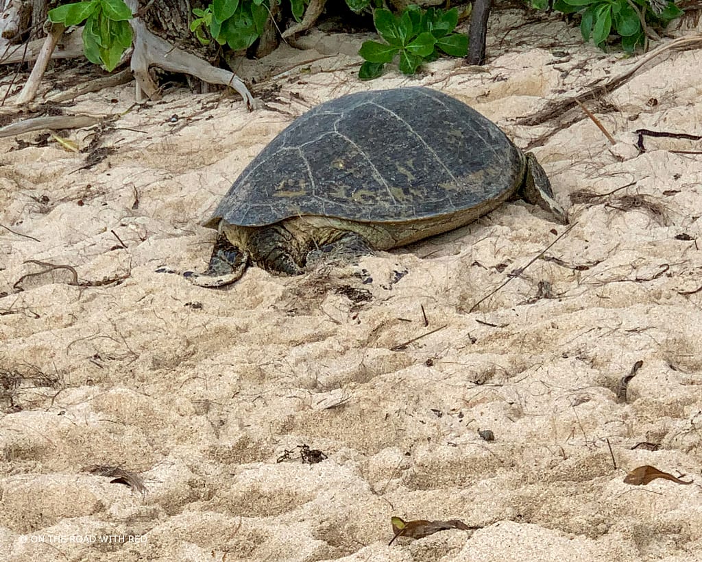 large sea turtle sitting in sand
