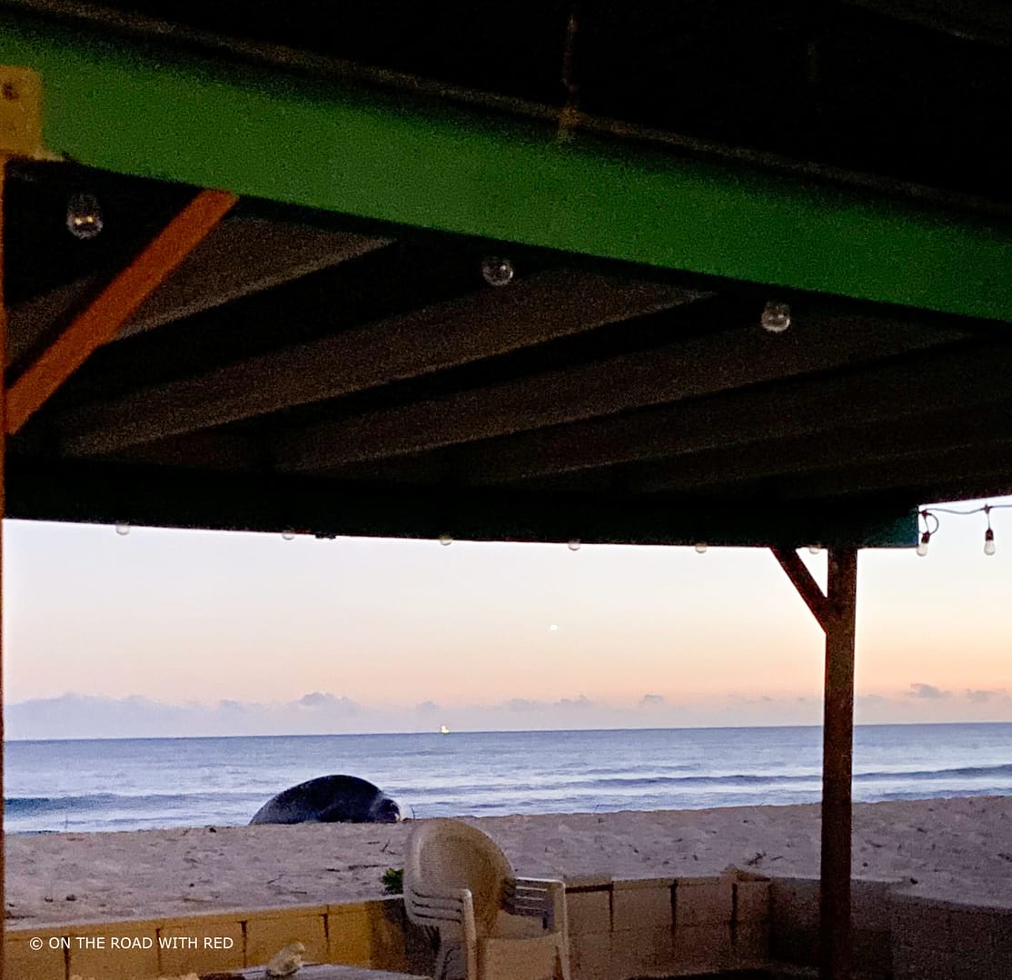 a large seal on a beach behind a cabana