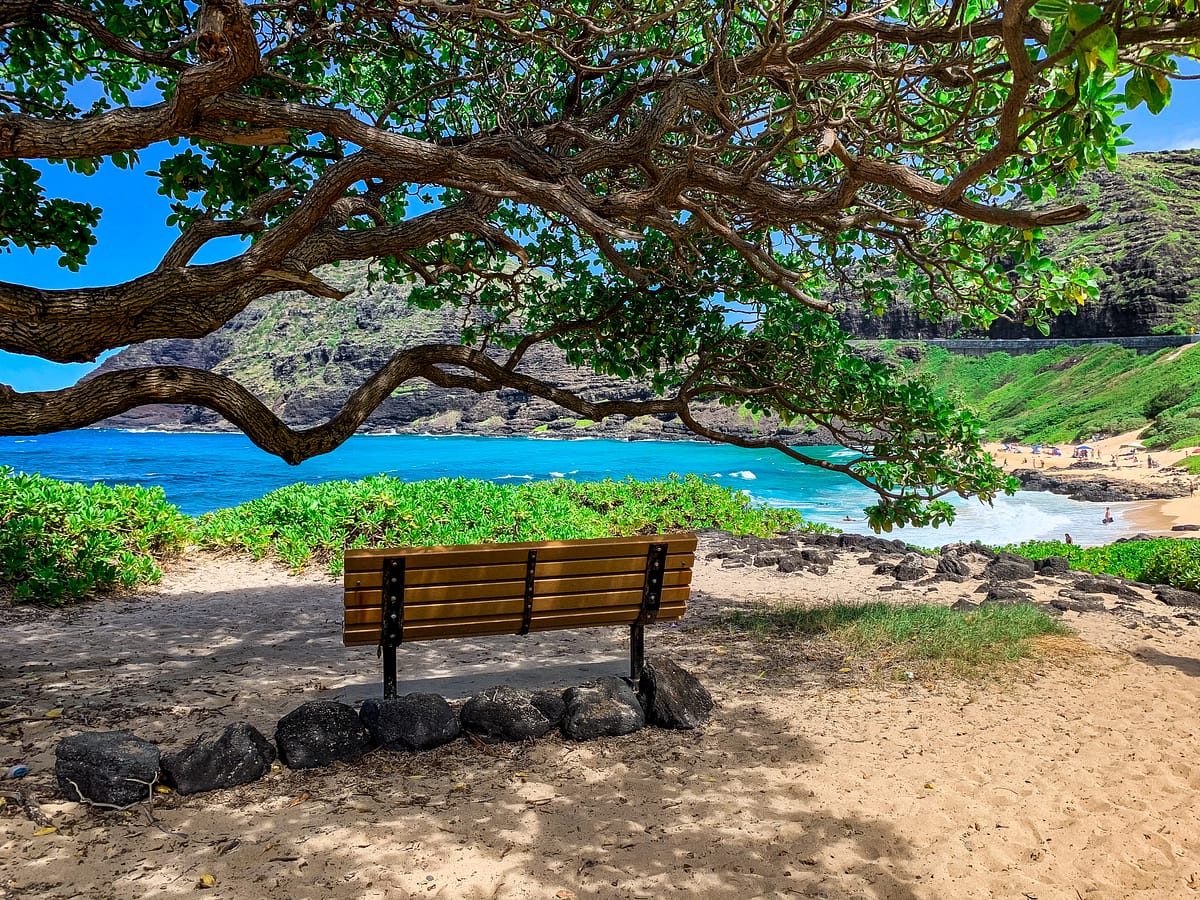 bench under a tree looking over ocean