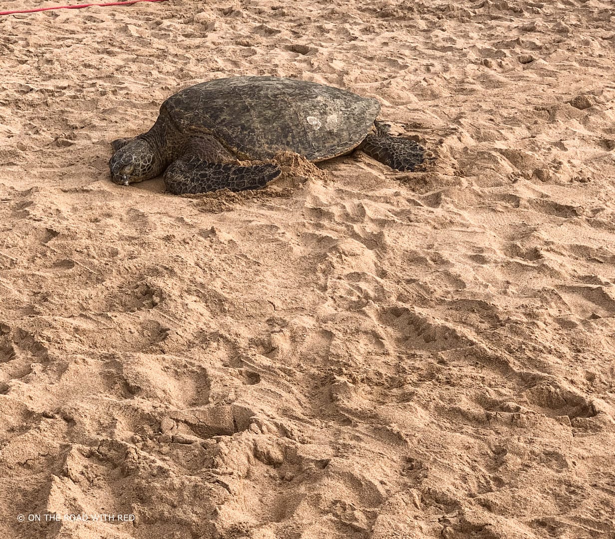 large sea turtle resting on beach