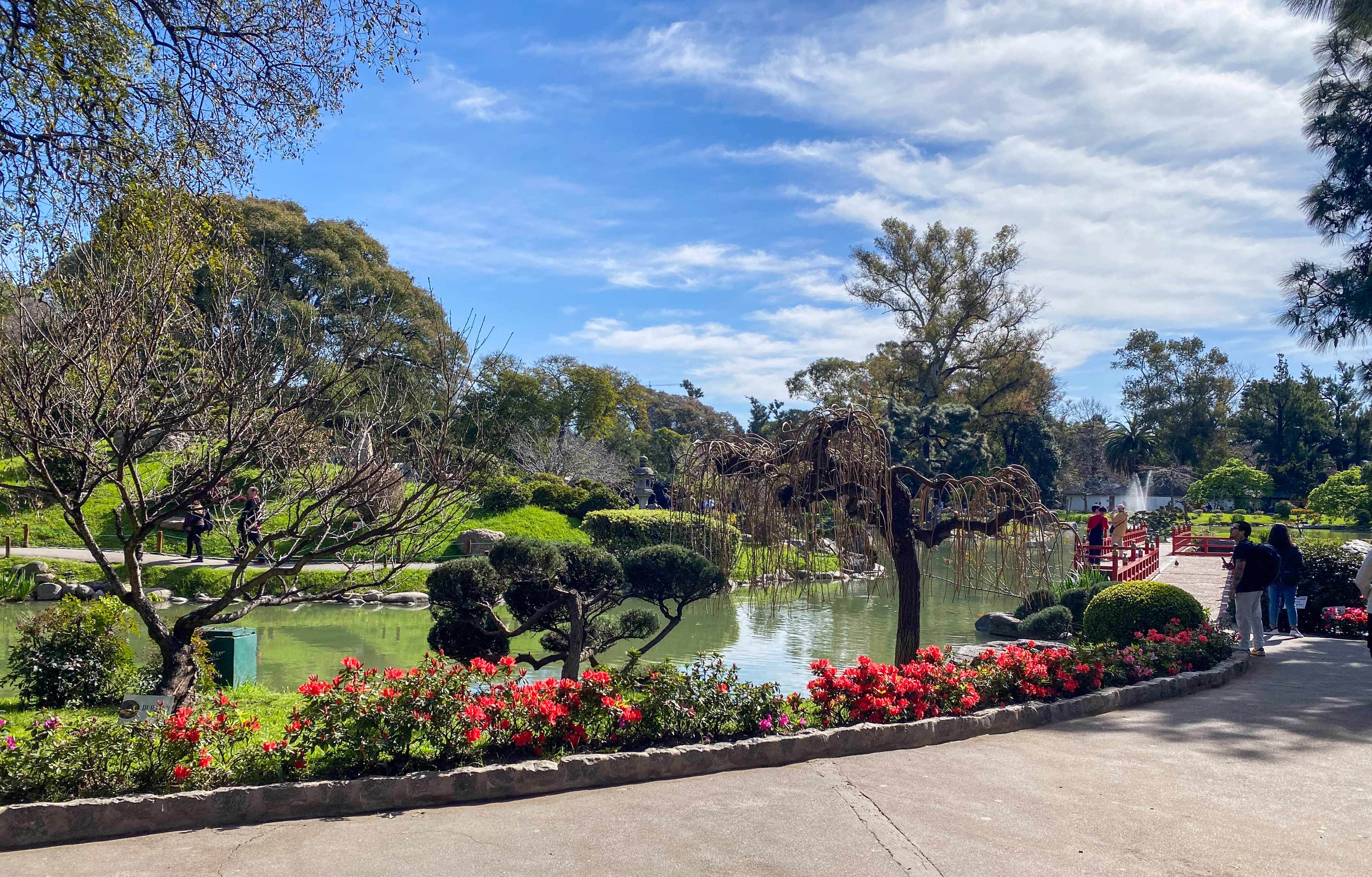 a pond with plants and flowers around it