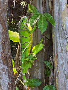Large Iguana in tree