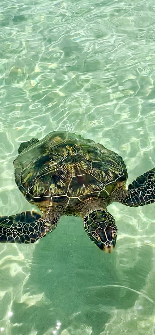 curious sea turtle underwater
