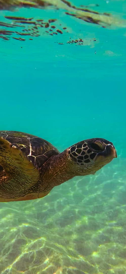 sea turtle under water