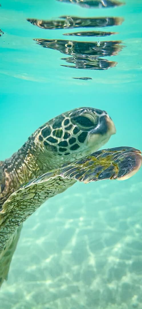 Honu underwater