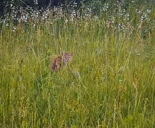 a bobcat in the grass