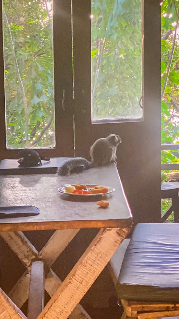 marmoset sitting on our kitchen table in brazil