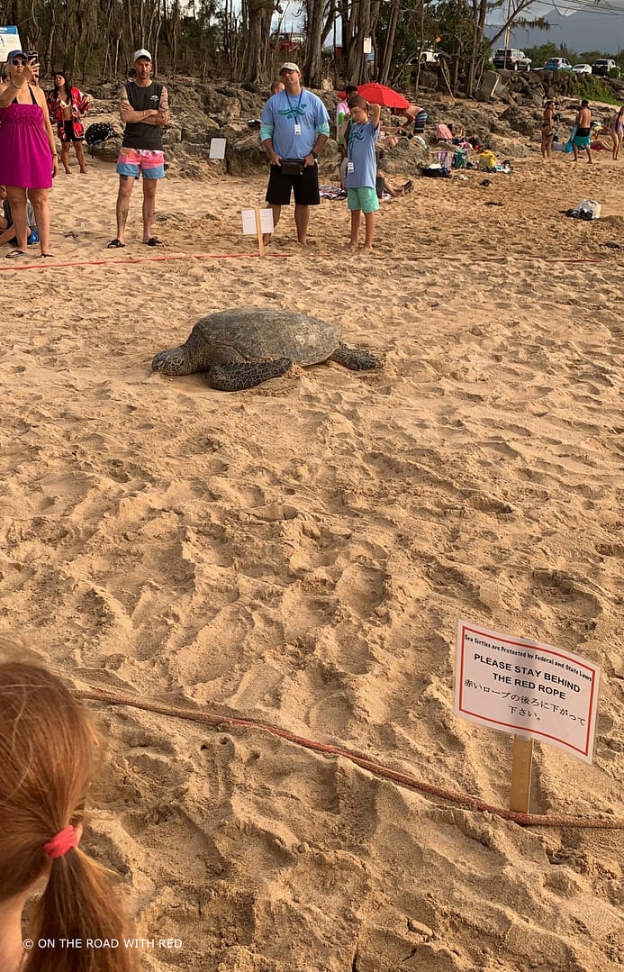 large sea turtle resting on beach