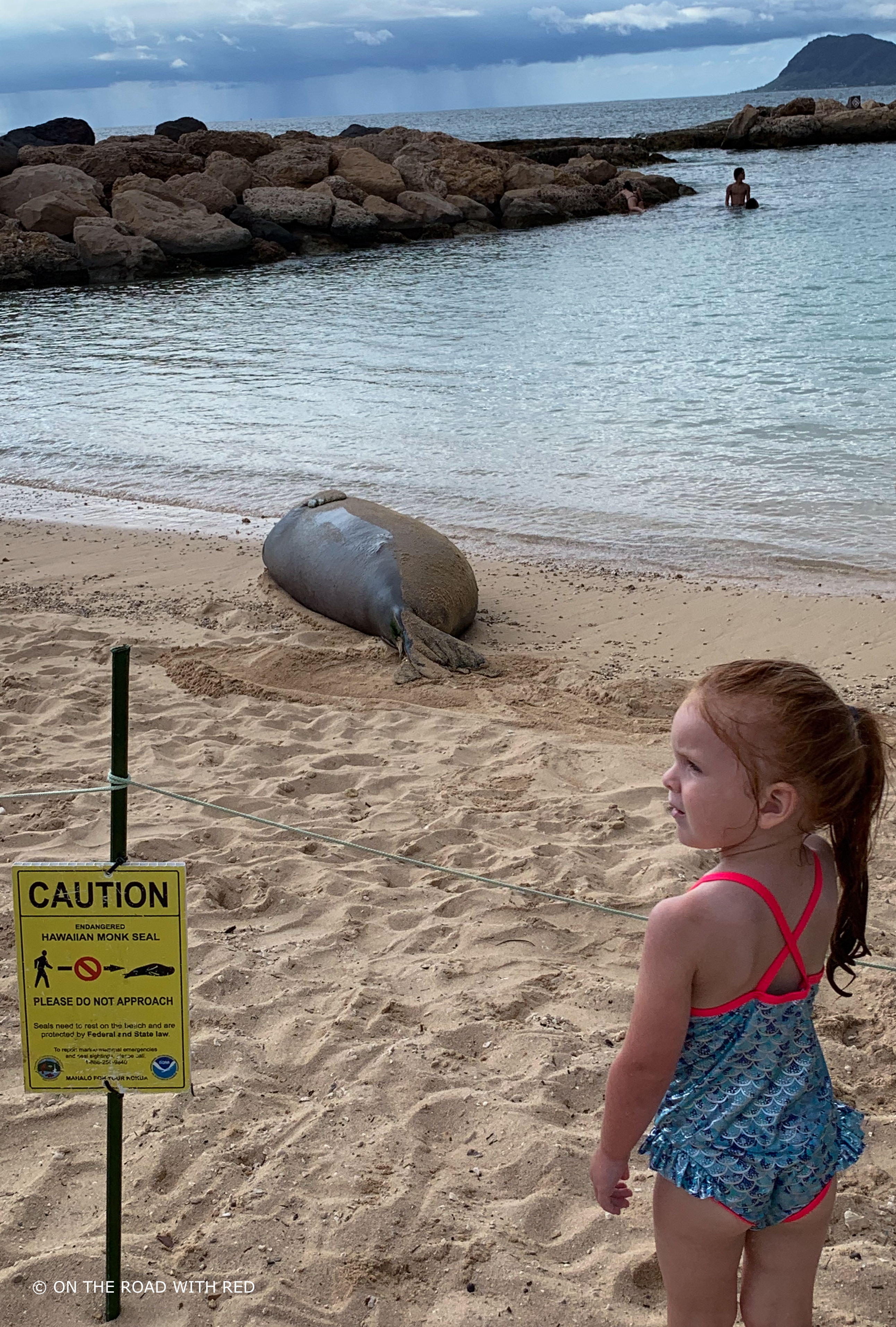 a girl looking at a monk seal