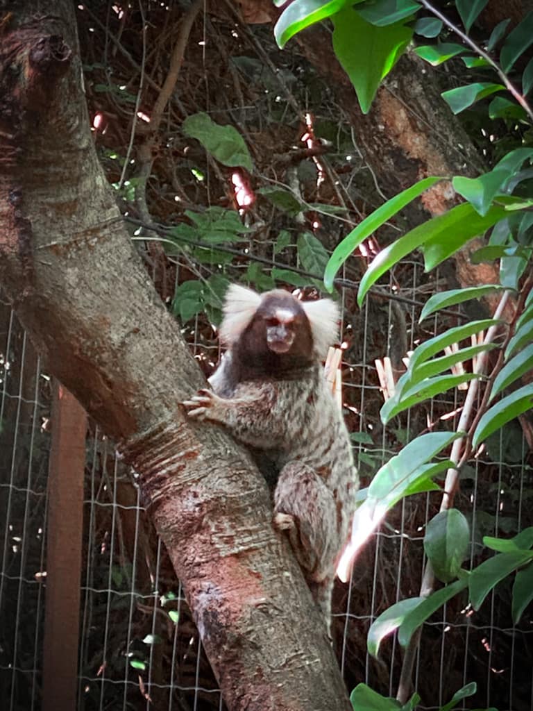 a marmoset in a tree