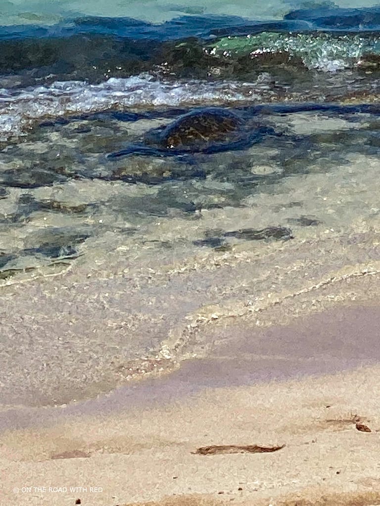 young sea turtle feeding in reef