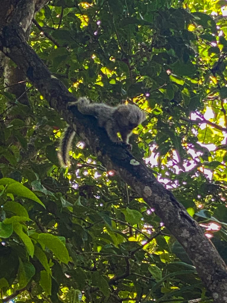 a baby marmoset in a tree