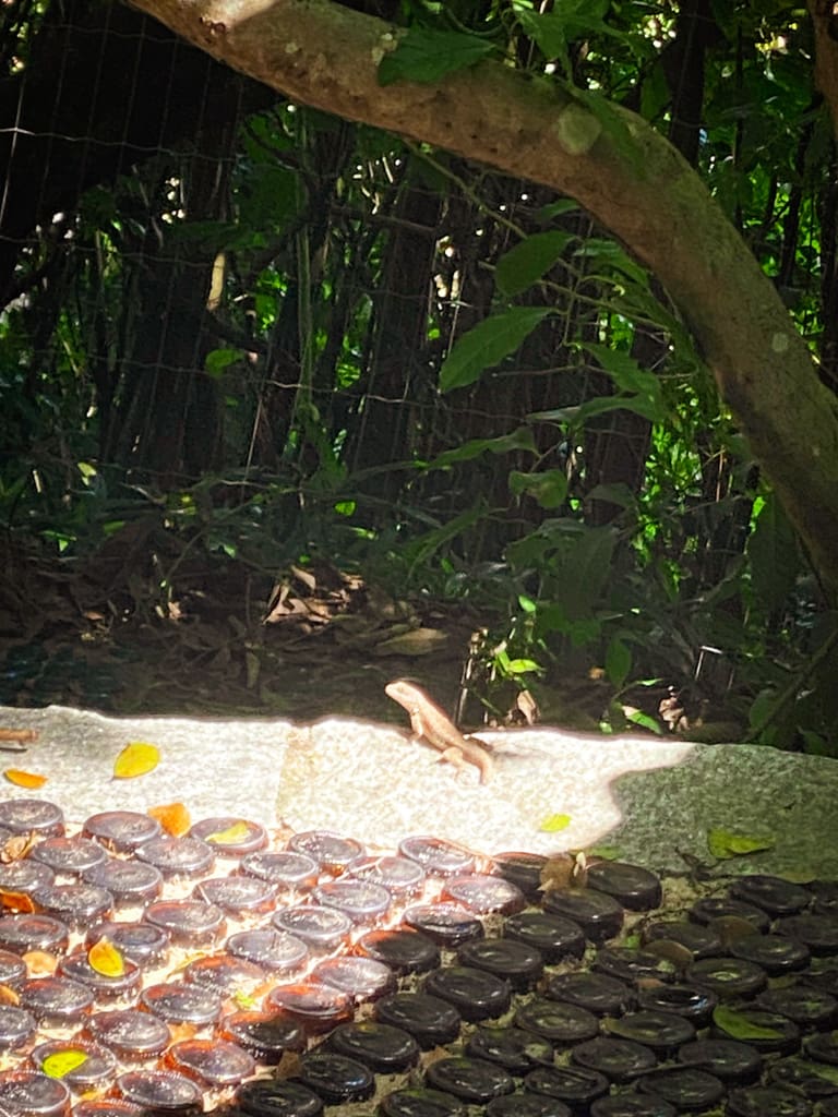 a lizard sitting on concrete in the sun