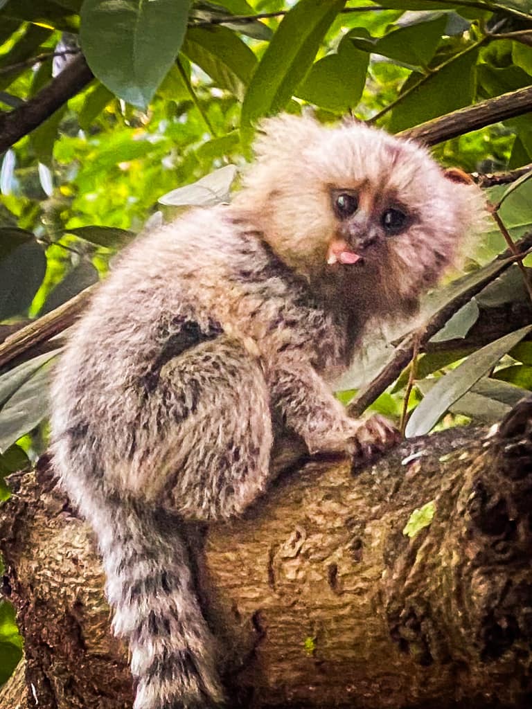 a baby marmoset with it's tongue sticking out.