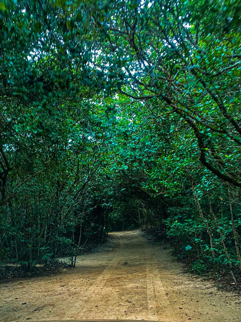 road leading into ecological park in pipa beach brazil