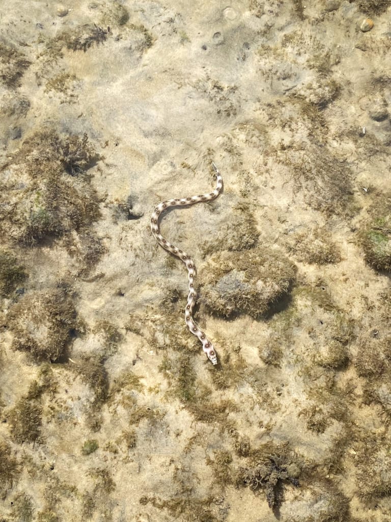 a sea snake in the ocean