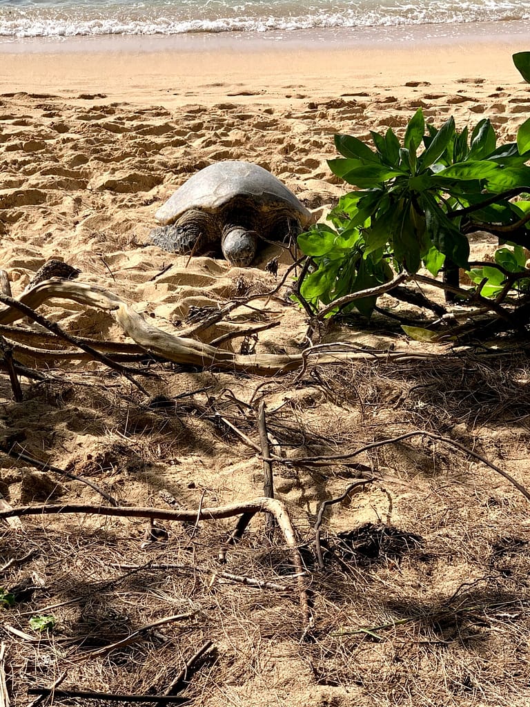 Conservation of the Hawaiian Sea Turtle