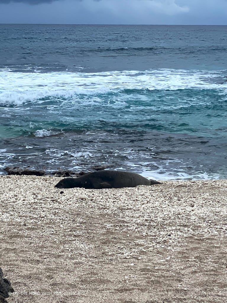 a young seal sitting on the beach