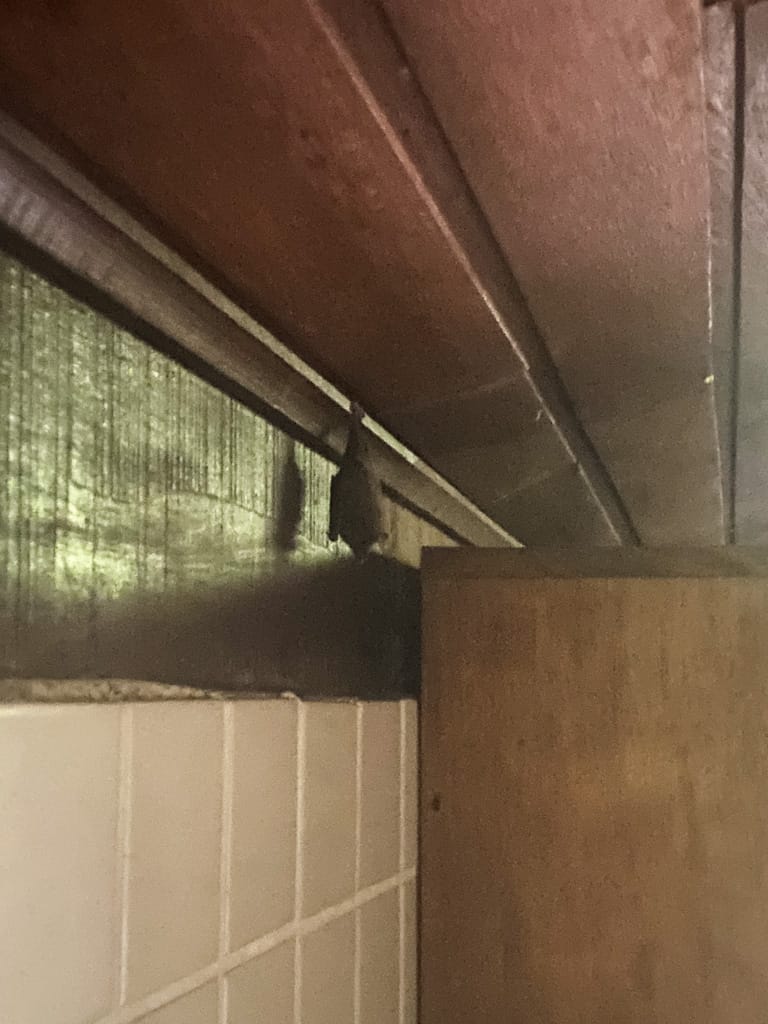 a bat hanging in our kitchen in our accommodation in pipa beach