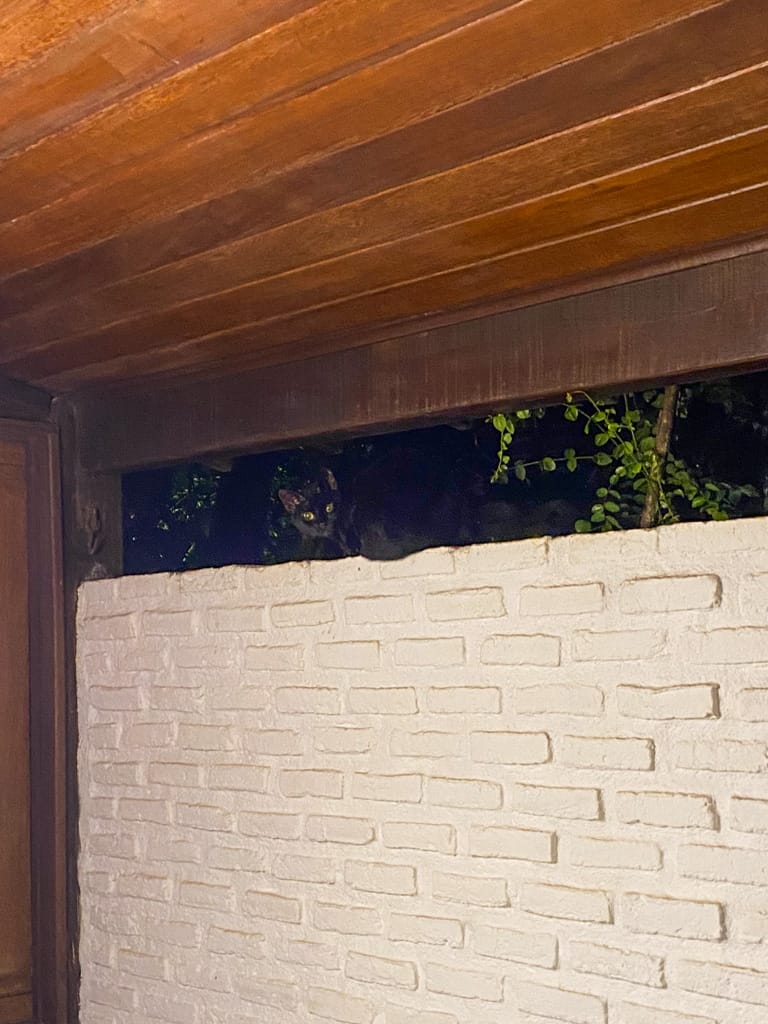 a local cat visiting