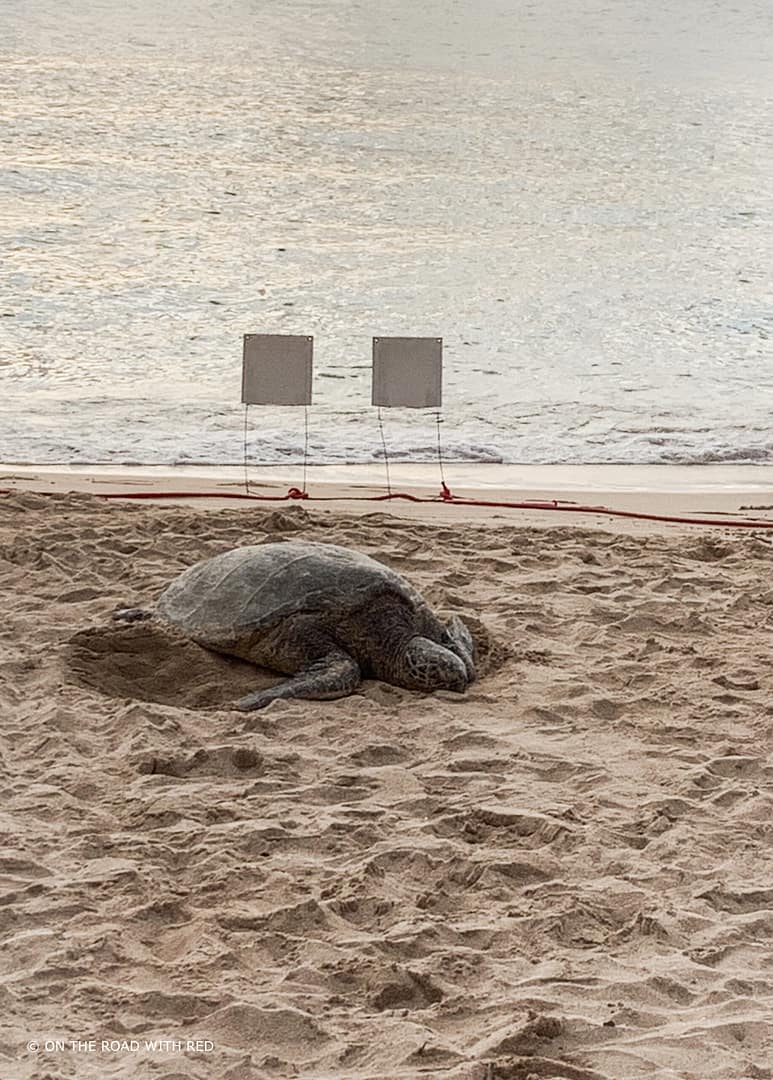 Large Sea Turtle resting on beach with ocean in background