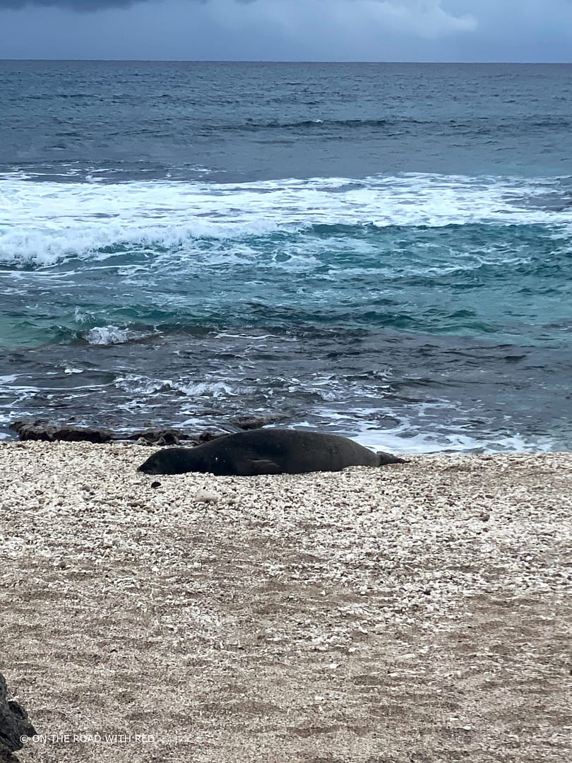 a young seal sitting on the beach