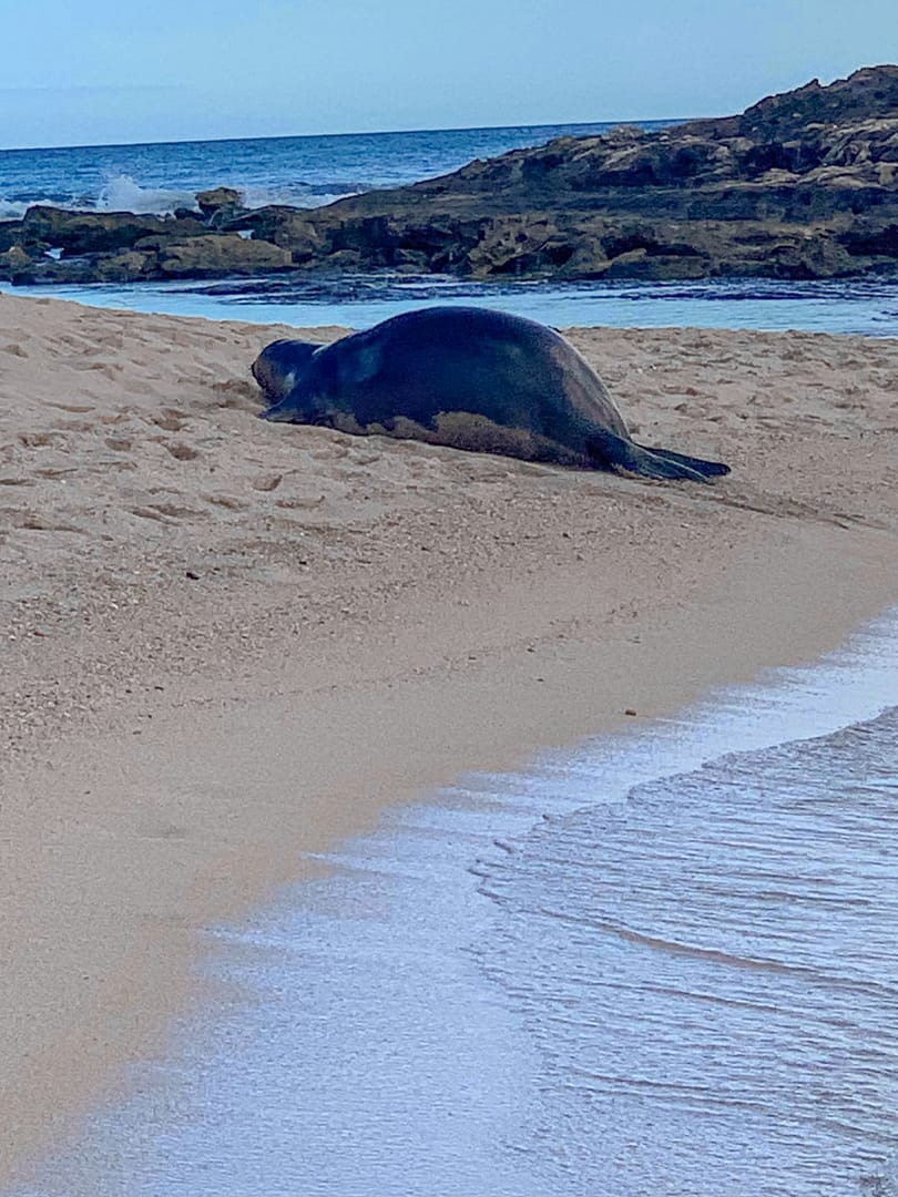Hawaiian Monk Seal on beach