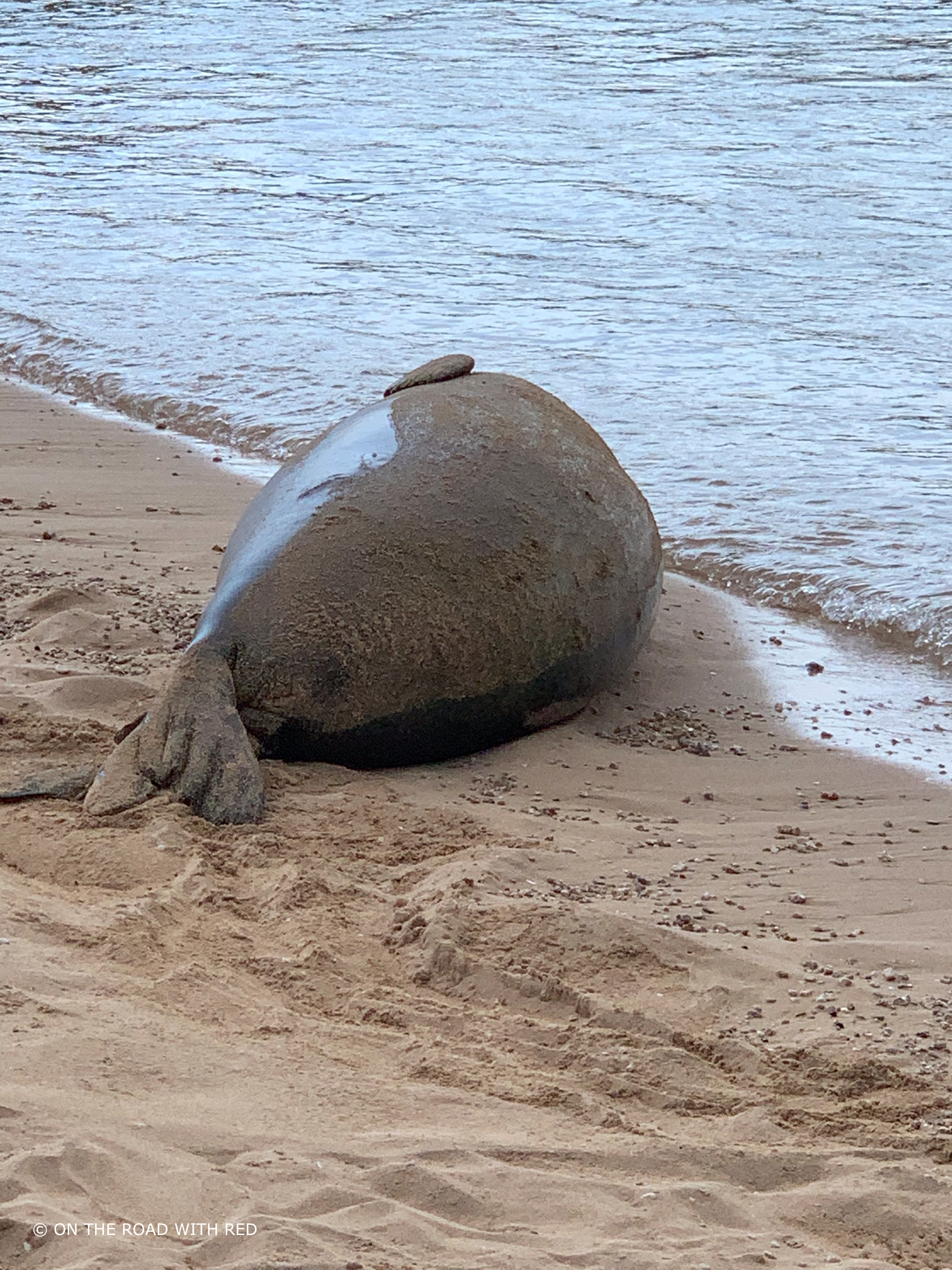 a large female monk seal on a beach with her stomach showing