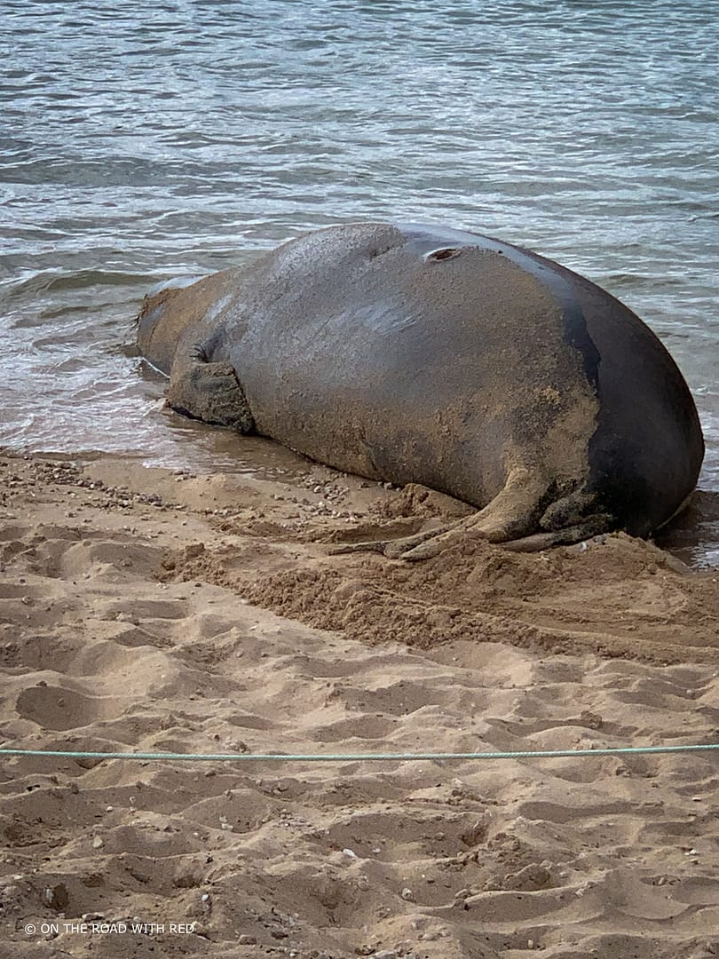 a female monk seal on a beach with a visible cookie cutter shark bite