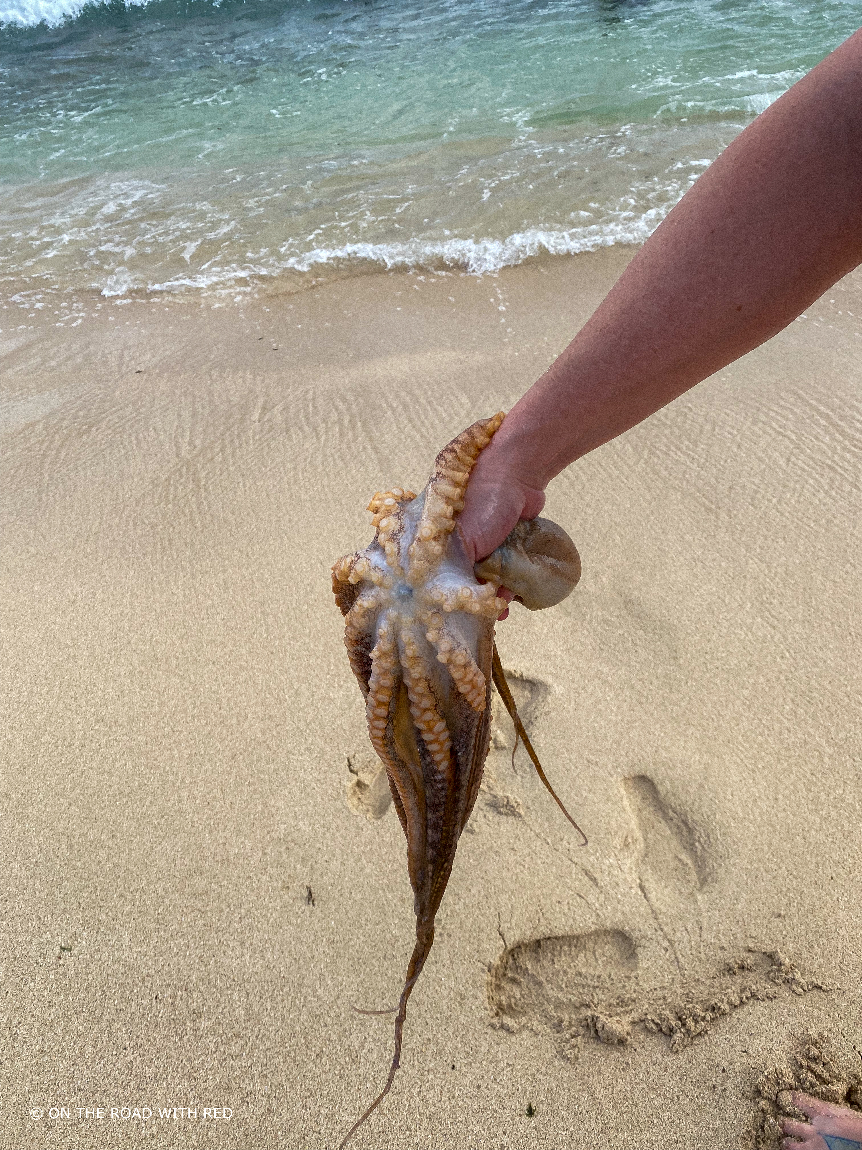 an octopus wrapped around a womans arm