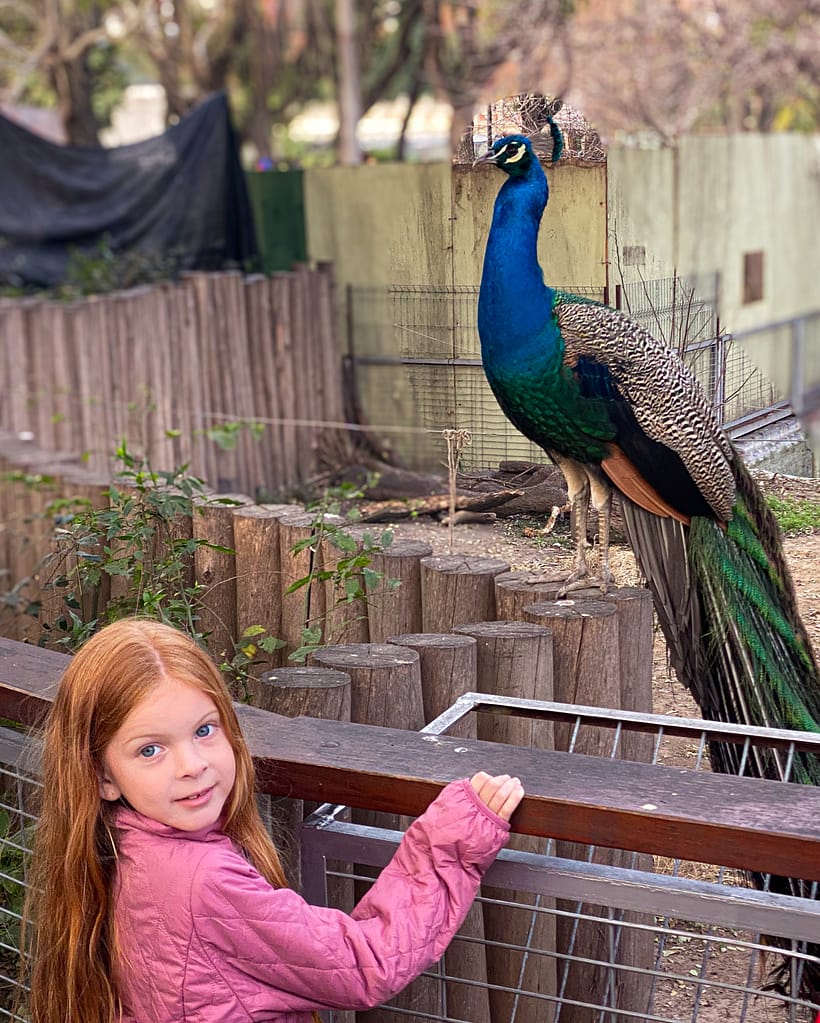 a redheaded child standing in front of a wild peacock