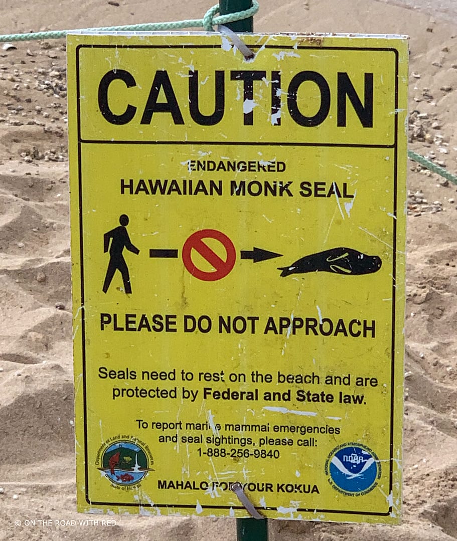 an educational sign reminding people to give Hawaiian monk seals space