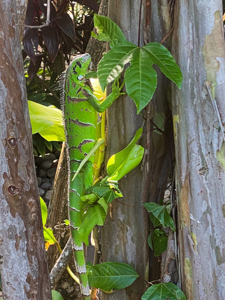 Large Iguana in tree