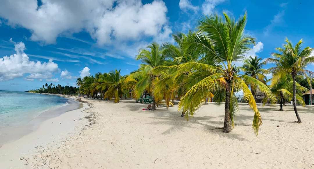palm tree lined beach